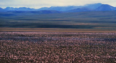 Arctic Caribou Migration