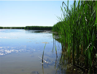 Cattail