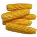 corn-thumb.jpg