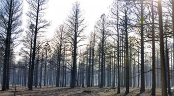 Trees Dead from Climate Change