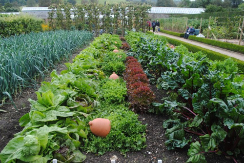 Edible Landscapes