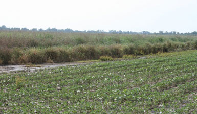 Farm
