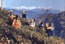 Darjeeling Tea Pluckers                                                                                                                                                                                                                                                                                     