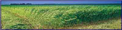 Hemp