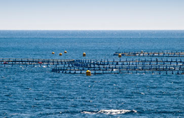 Fish Farm