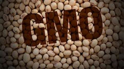 GMO Soy