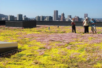 Green Roof Walmart Portland, OR