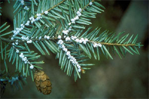 Invasive Insect hemlock woolly adelgid