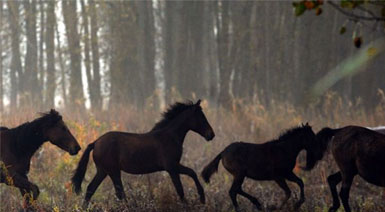 Horses Wild European