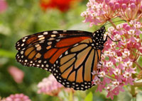 monarch_butterfly_milkweed-.jpg