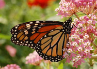 Monarch on Milkweed