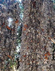 monarchs-wintering-final.jpg