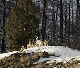 Wolves Monumental Idaho Pack