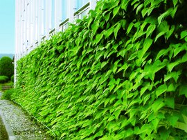 Kyocera Green Curtains