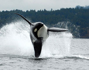 Whale Orca