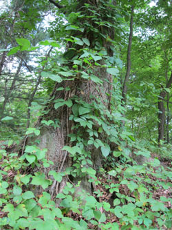Poison Ivy Climbing Tree