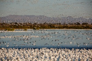 Salton Sea