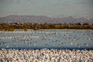 salton-birds-300x199.jpg