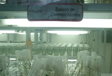 Venezuela Seed Bank