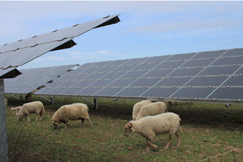 Solar Sheep Graze