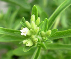 Stevia