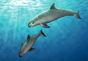 Vaquita
