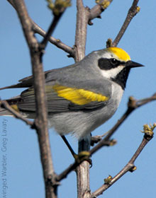 Golden-winged Warbler