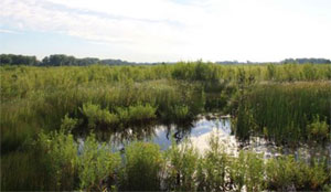 wetlands1.jpg