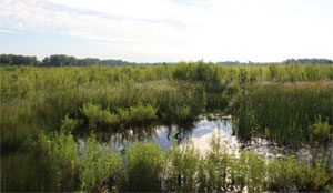 Wetlands