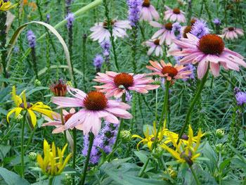 Wildflowers