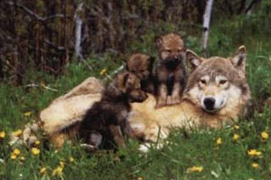 /imageupload/wolf-final.jpg